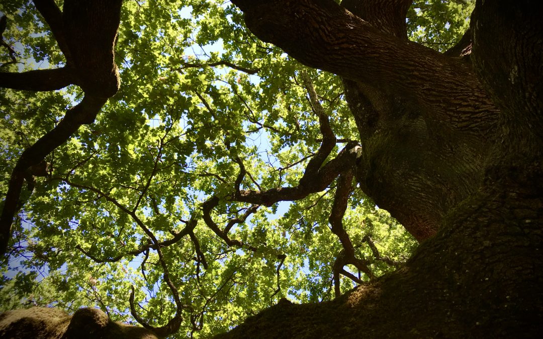 La Quercia delle Streghe e Fortezza di Montecarlo, Lucca